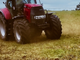 Dry Sow