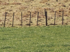 Pasture Reno2
