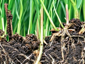 Soil Health