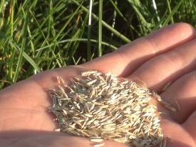 Sow Density