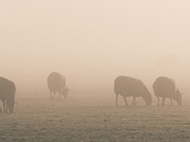 Winter Feed