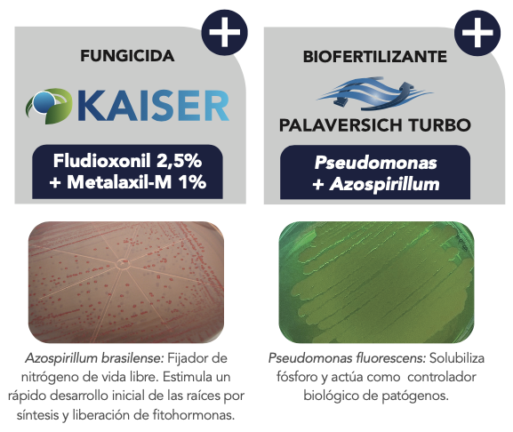 Inoculantes Soja Barenbrug