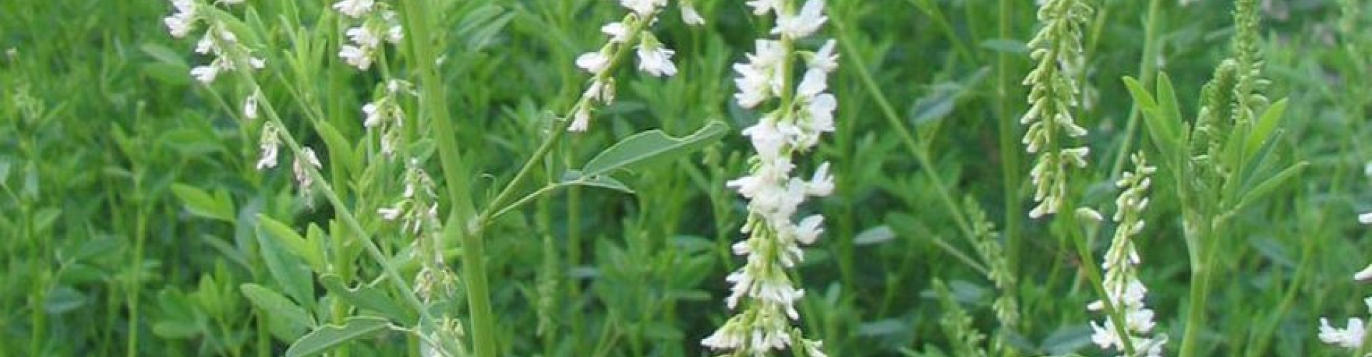 Melilotus Alba.jpg