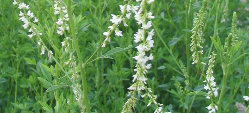 Melilotus Alba.jpg