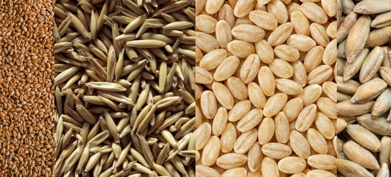 Trigo Avena Centeno Cebada Barenbrug