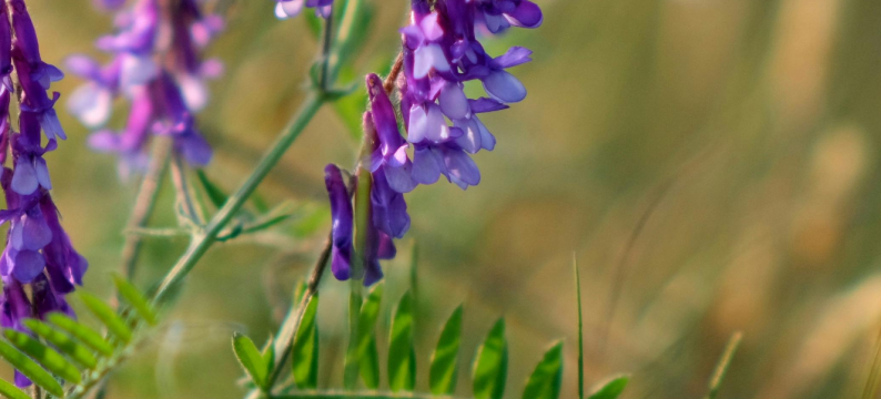 Leguminosa Barenbrug Vicia